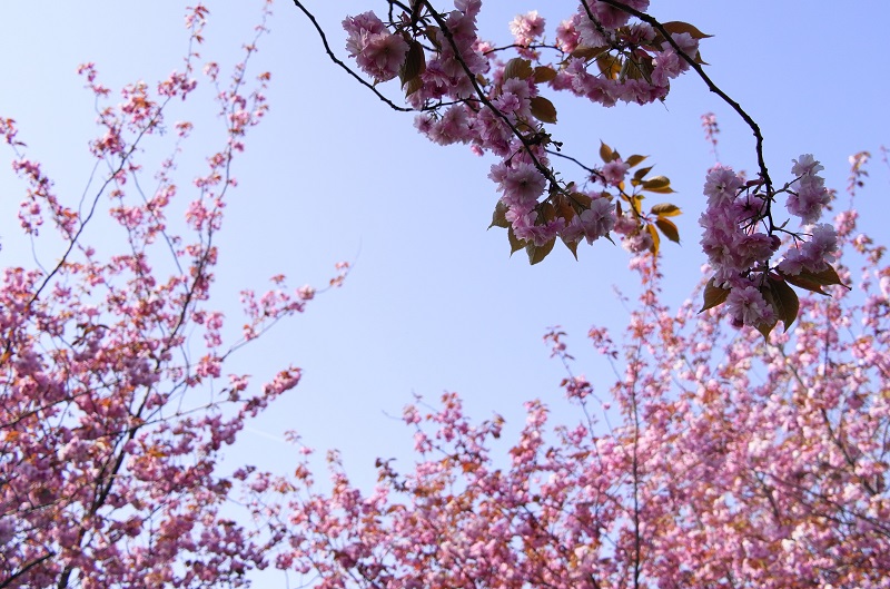 Cherry Blossom Season