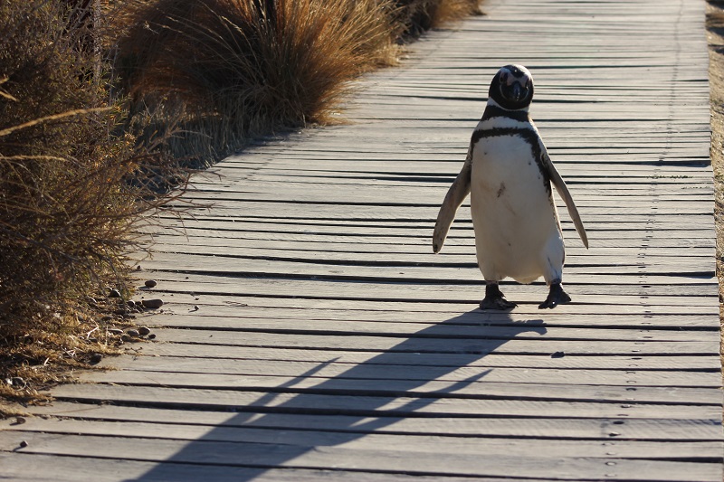 You Look Like a Penguin