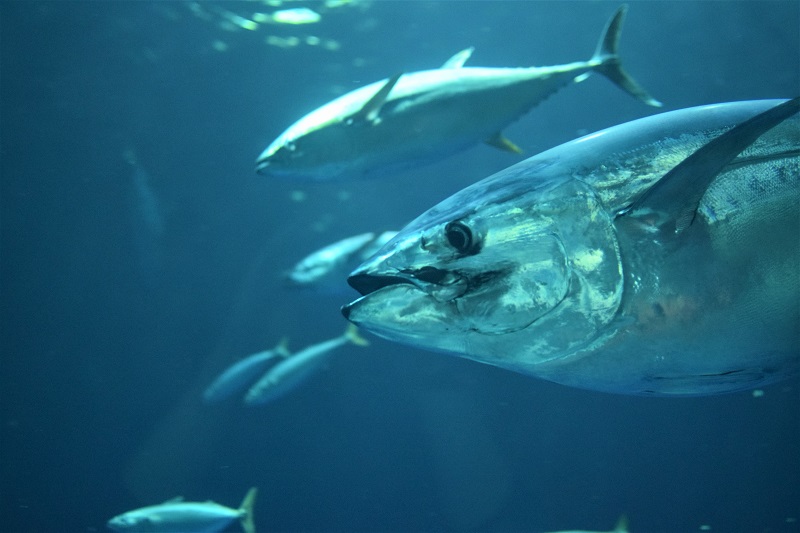 Bluefin Tuna Season Kicks off in Pingtung