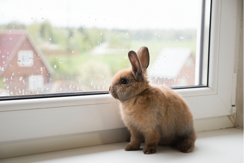 Like a Rabbit