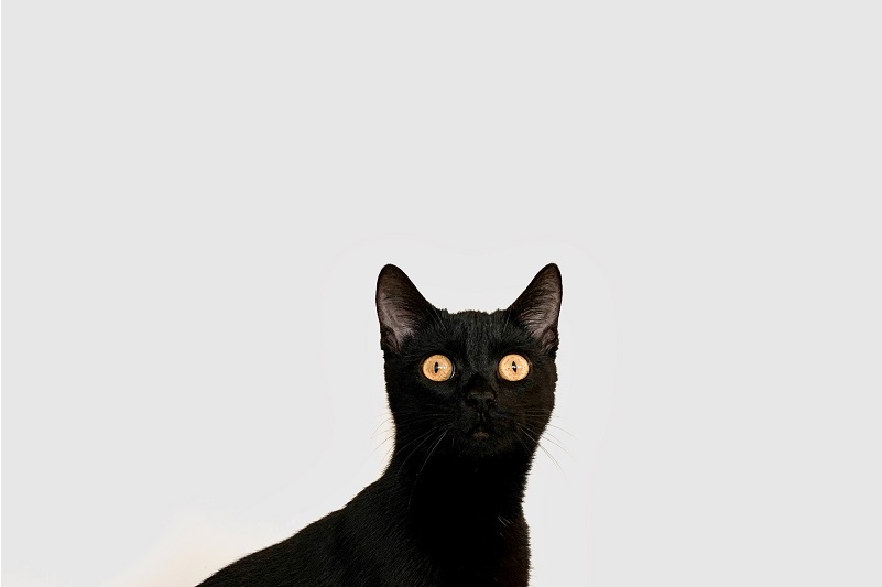 A Black Cat on the Chair