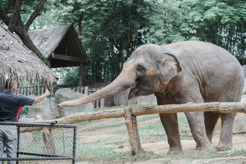 At the Zoo