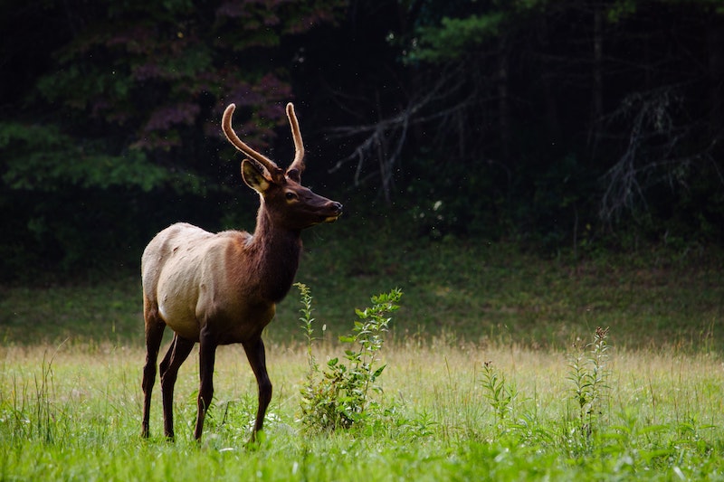 Food Chains and the Cycle of Life