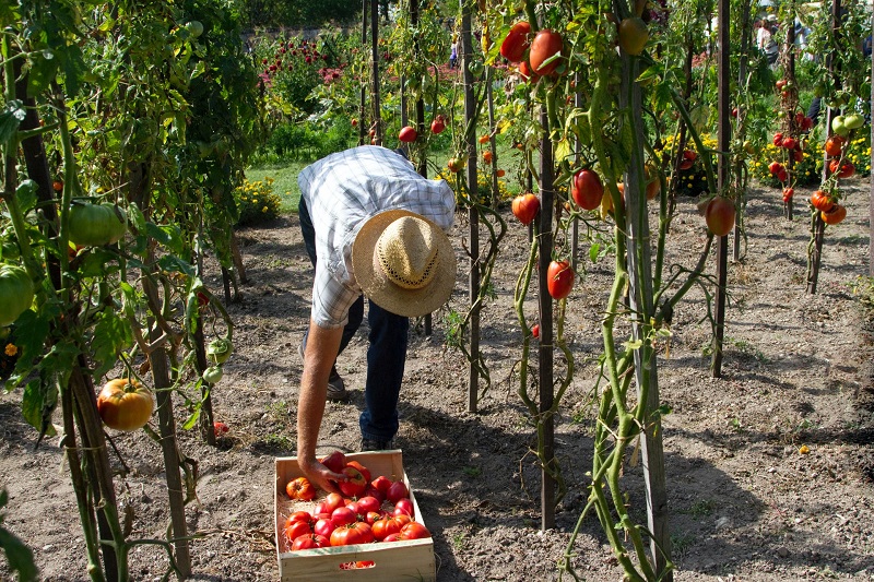 Rick’s Farm