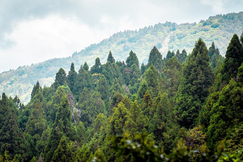 Family Trip to Alishan