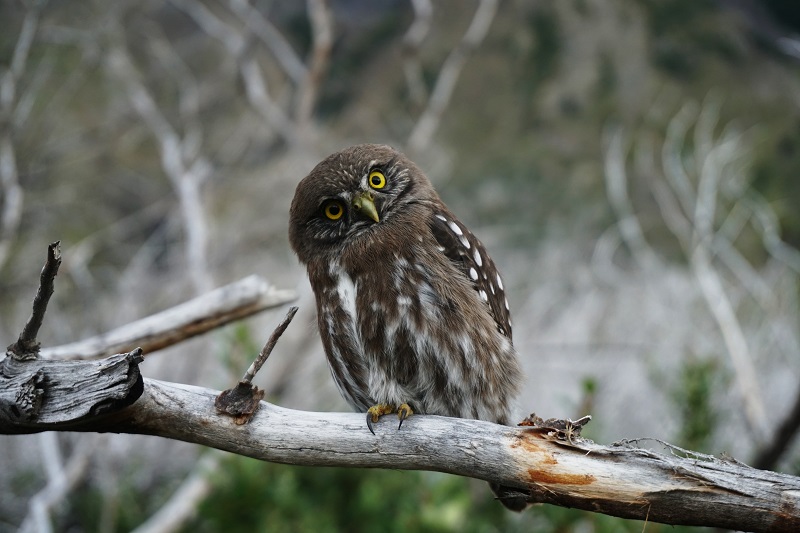 An Owl Outside the Window