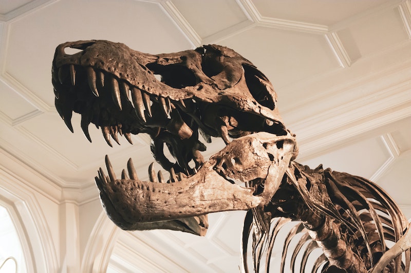 What Killed the Dinosaurs?