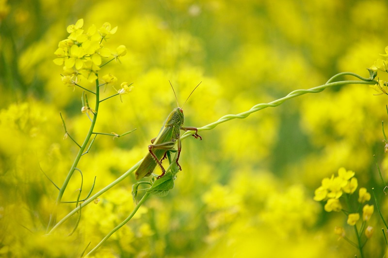 The Ant and the Grasshopper