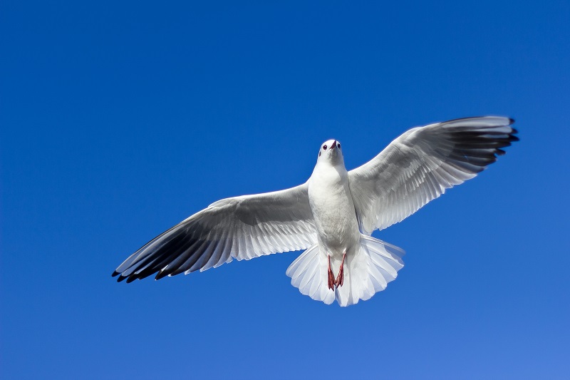Scaring the Pigeons Away