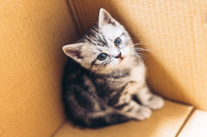 Can I Keep It?