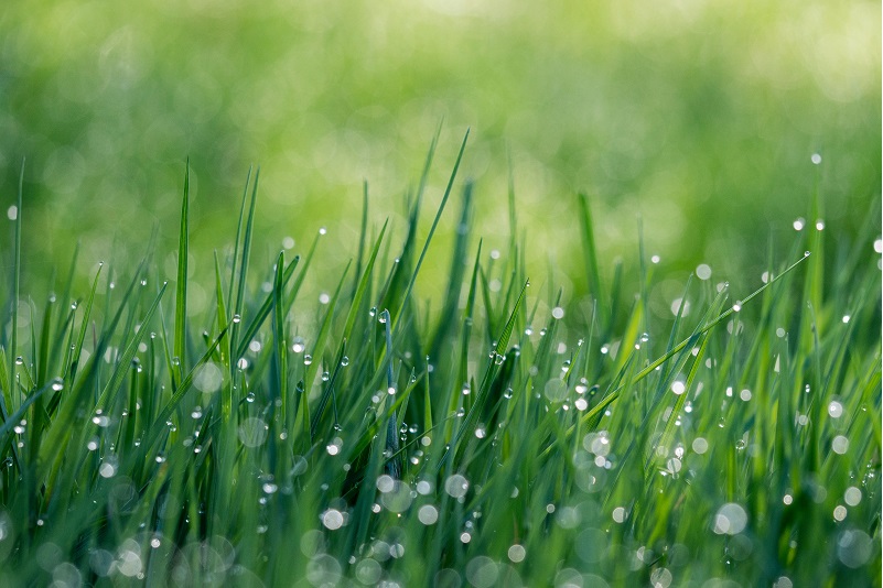 The Grass Is Always Greener on the Other Side
