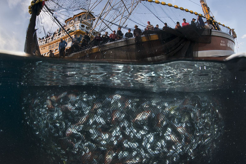 Seaspiracy: Risking it All to Uncover the Truth