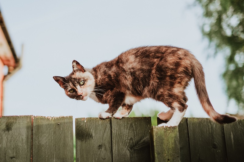 Cat on the Field
