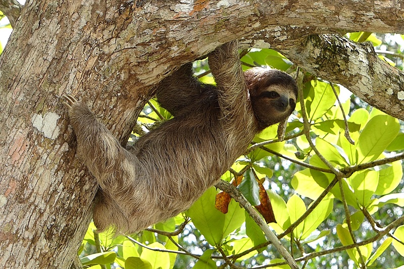 Are Sloths Really Lazy?