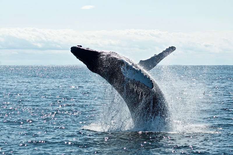 The Whales’ Brief Vacation