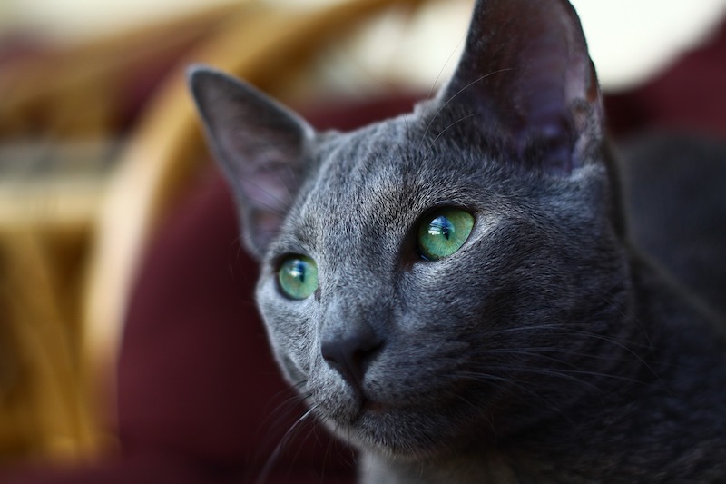 154 Smuggled Cats Euthanized