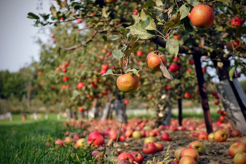 Let’s Go Pick-your-own