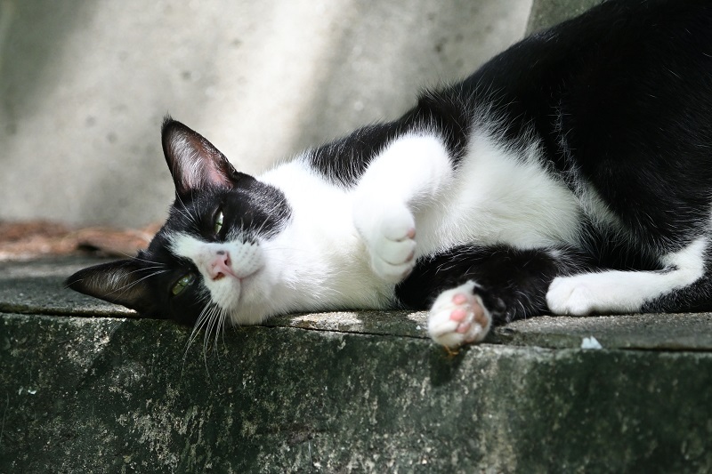 A Cute Tuxedo Cat