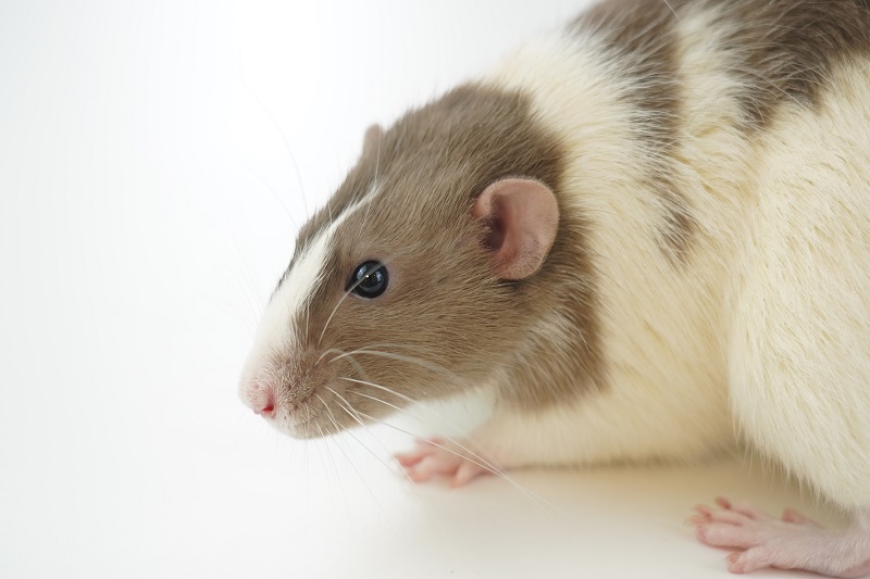 Alternatives to Animal Testing