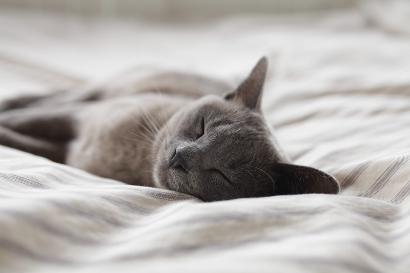 Napping Around the City