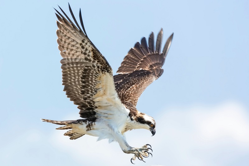 Animals’ Ability to Anticipate Natural Disasters
