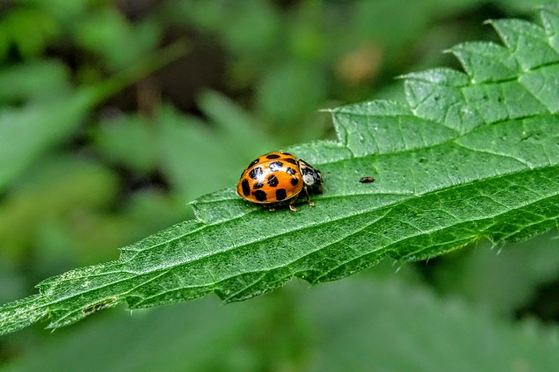 Biological Pest Control