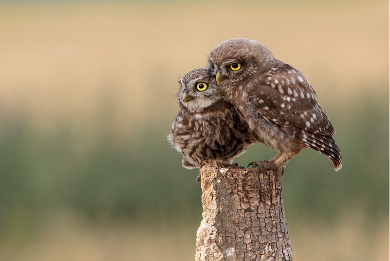 Photographers Gather in Nantou for Owl-Watching