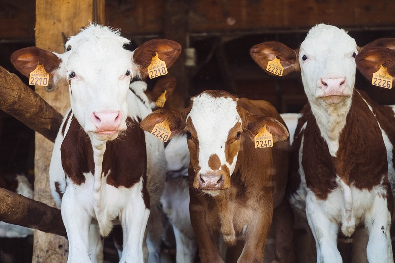 Milk-Drinking and Veganism