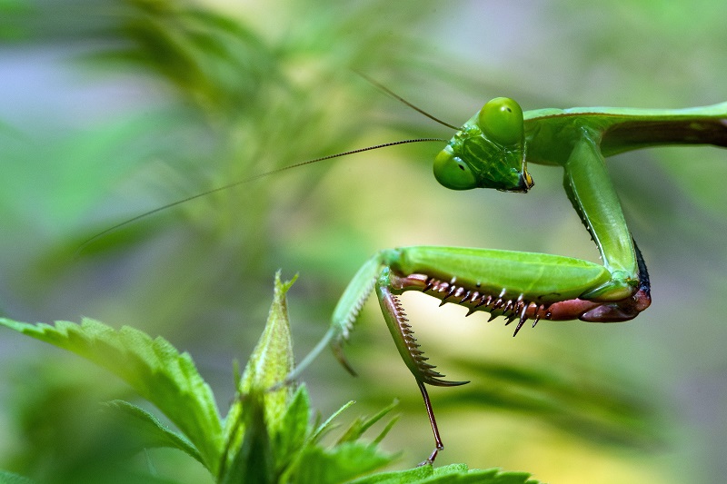 Insect-eating and Vegetarianism
