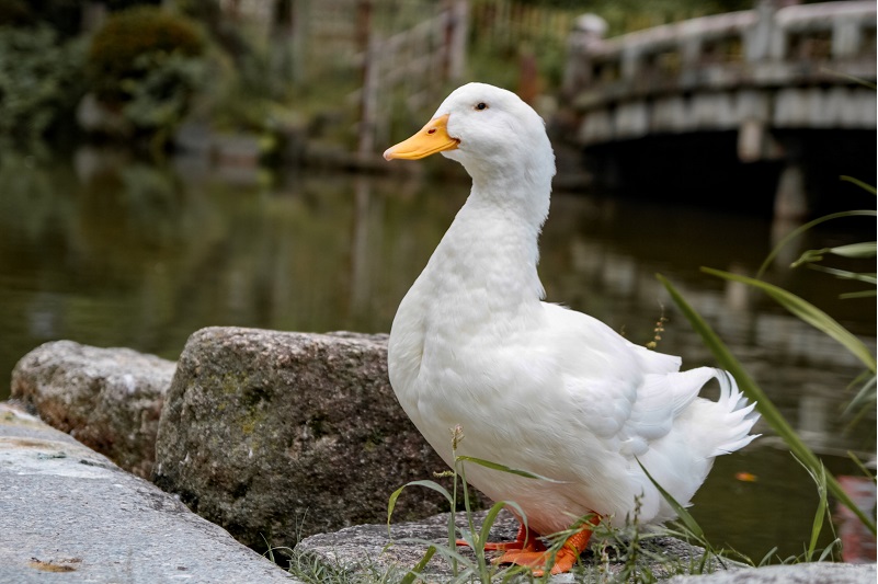 Wrinkle the Duck Runner