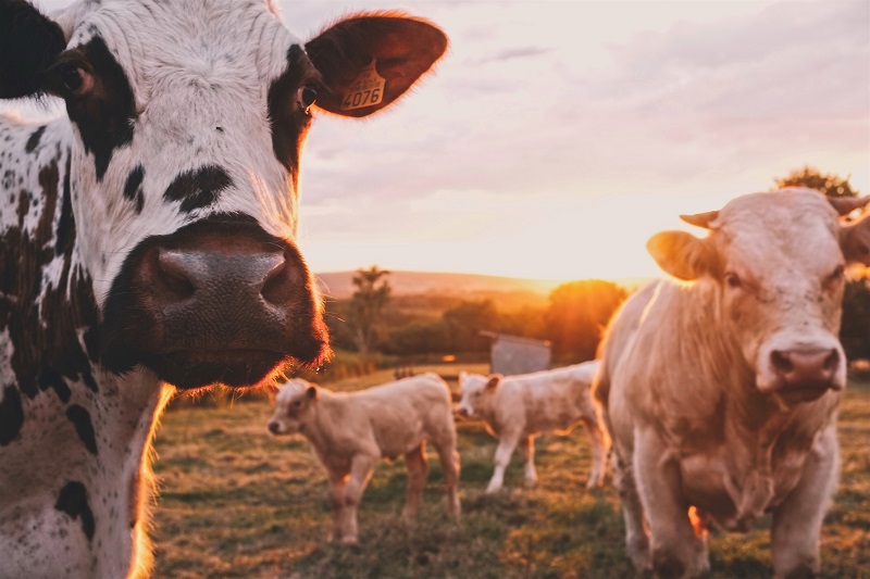 Mitigating the Environmental Impact of Animal Agriculture