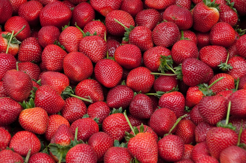 Strawberry Picking Time