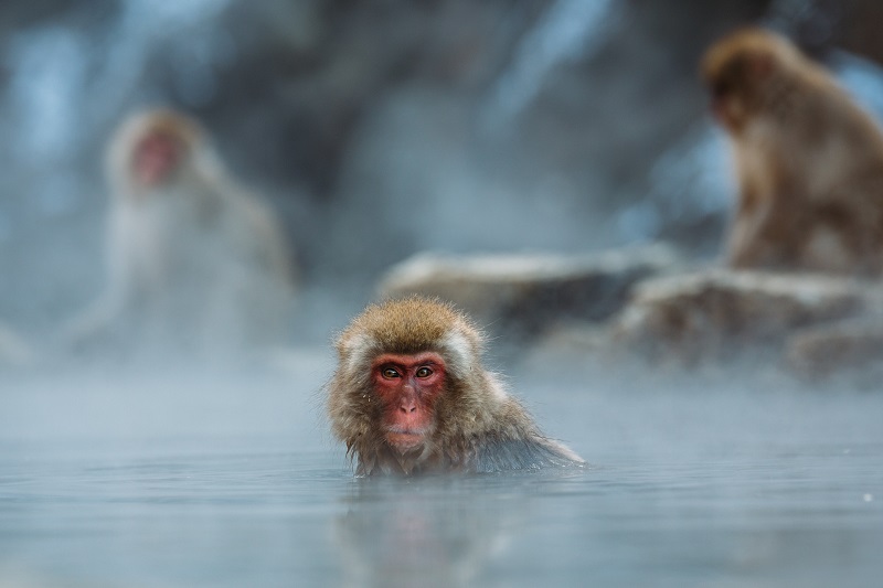 Off to a Hot Spring