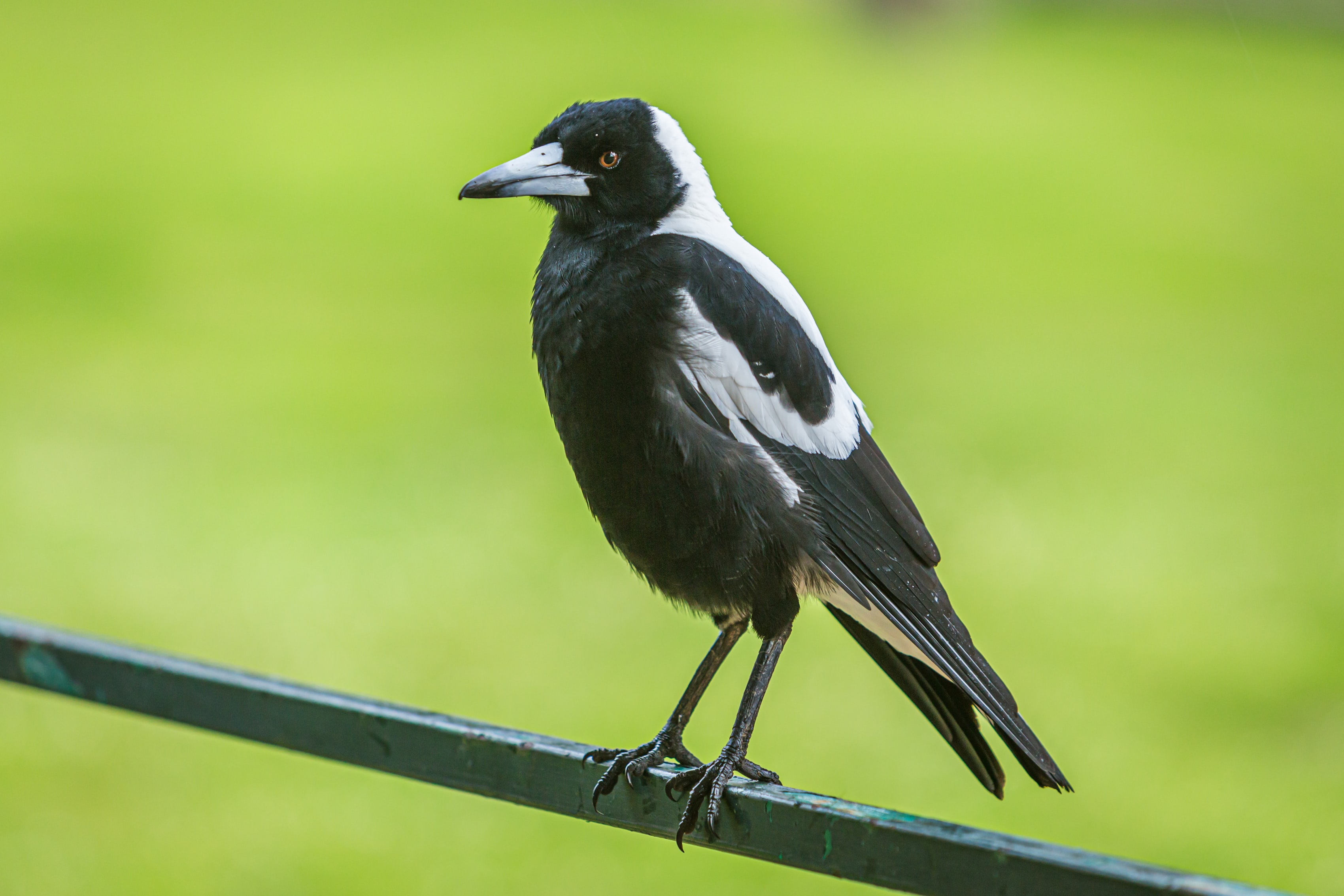 Magpie the Thief