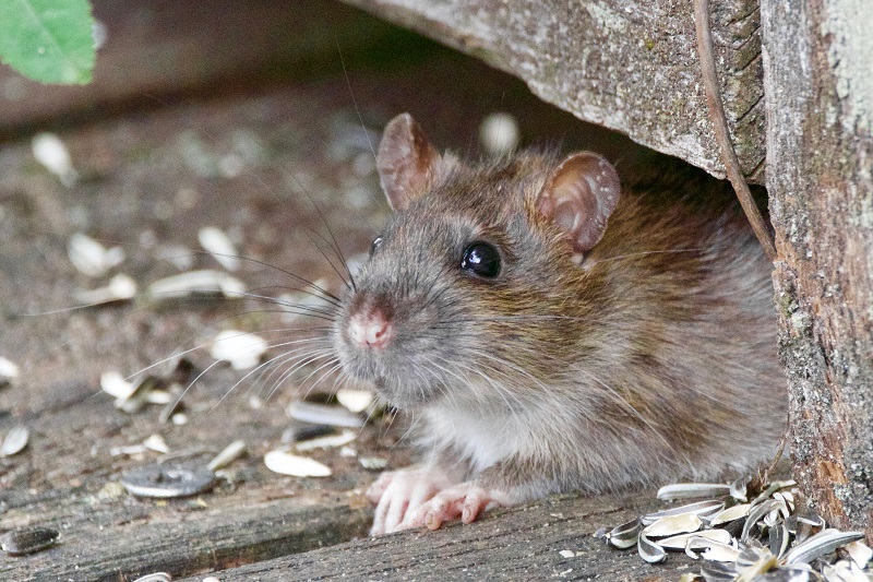 Mouse in the House
