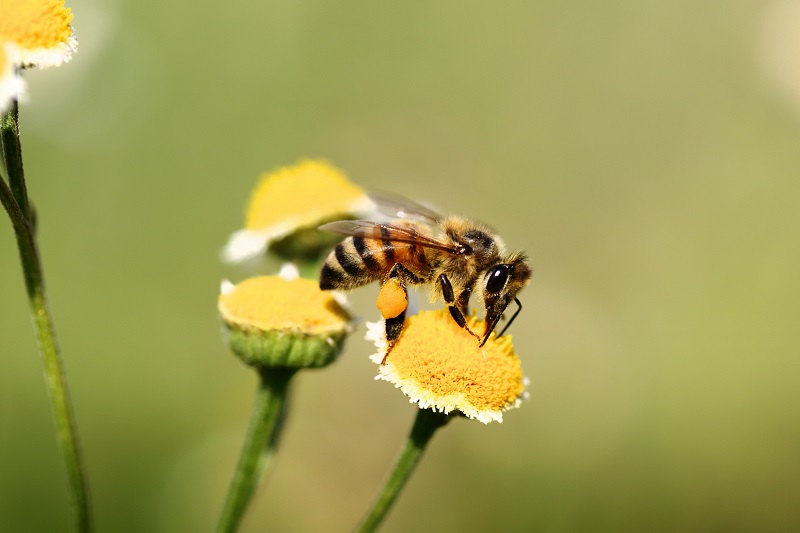 The World’s First Bee Influencer