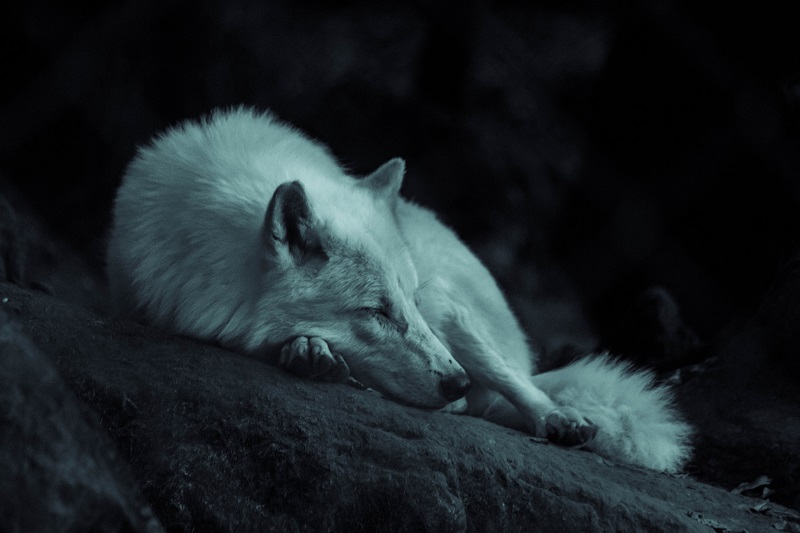 A Lone Wolf in the Team