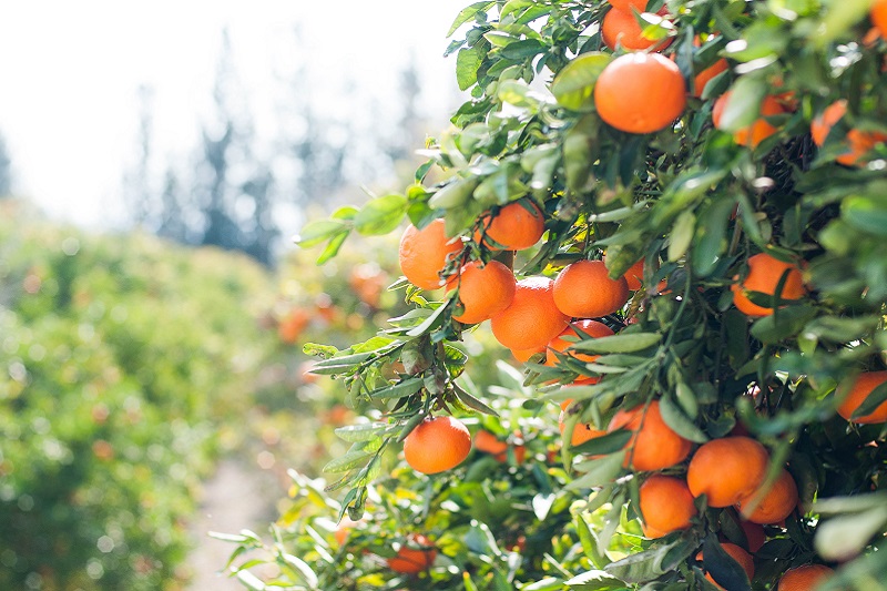 Turning Oranges Into Electricity