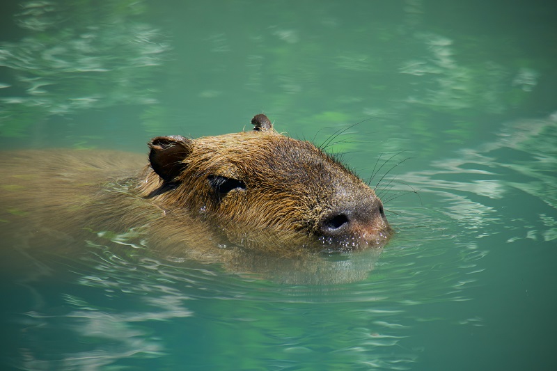 Hot Bath Contest for Capybaras