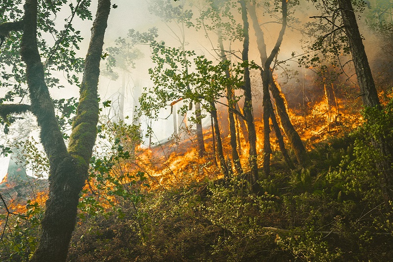 Forest Fires: Creating New Life