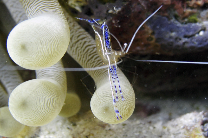 Diver Gets Teeth Cleanings From Shrimp