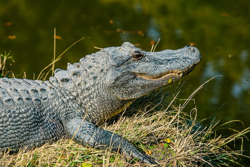 21% of the World’s Reptiles are on the Verge of Extinction