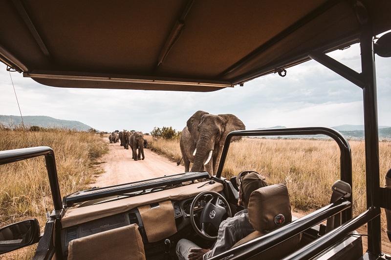 Africa’s Safaris