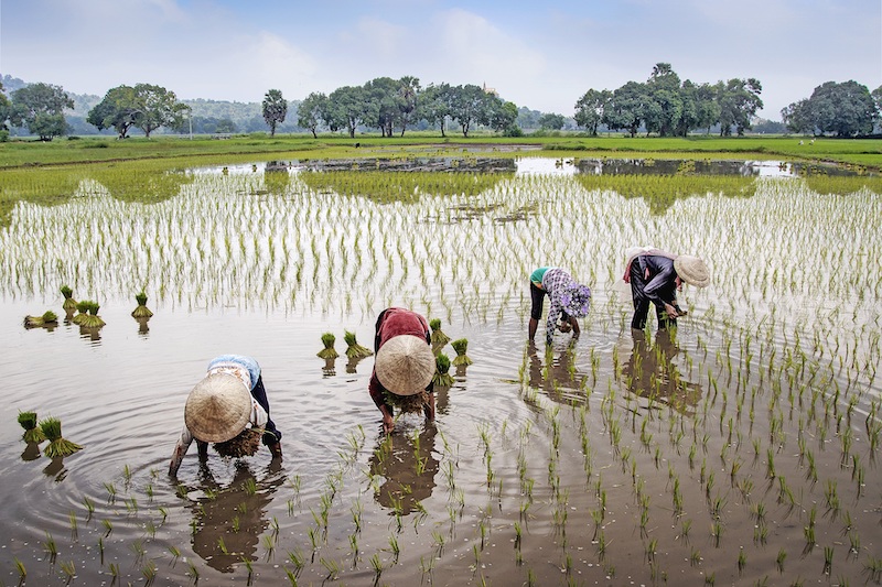 Phansco’s Innovative Spectrometric Technology Opens New Mode of Smart Agriculture; Data Tracing Safeguards Food Safety