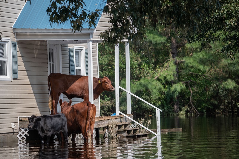 El Nino and La Nina