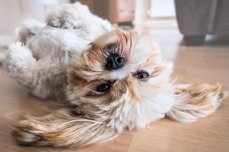 A Special Fan for Pets