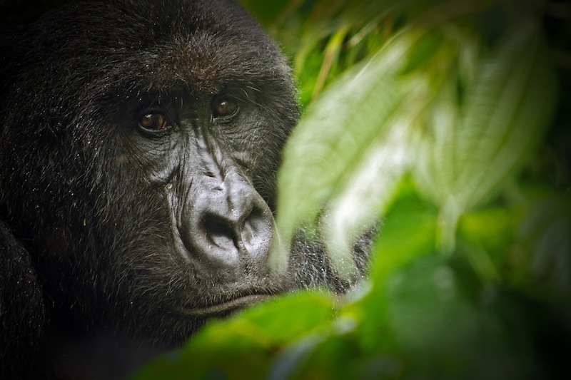 Congo to Auction Land to Oil and Gas Companies