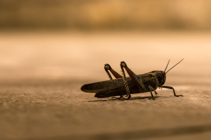 Locusts Can Scent Cancer by Smelling Your Breath