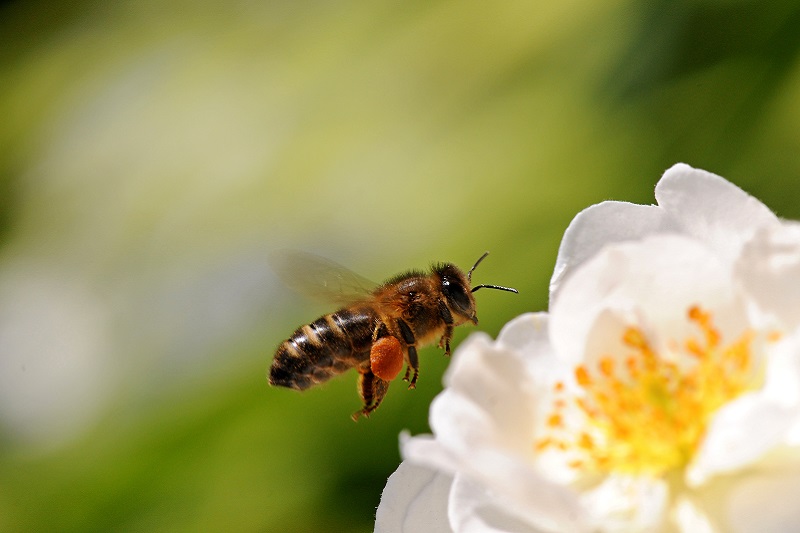 Climate Change Threatens Pollinators and Our Food Supply
