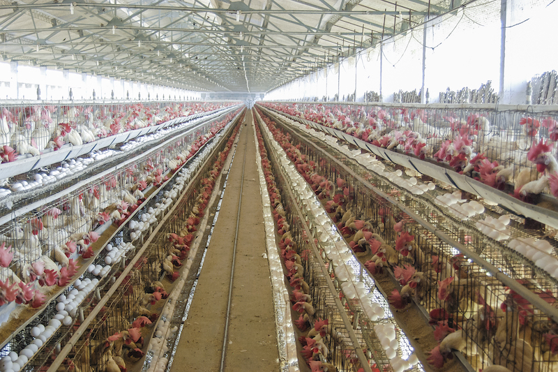 Dutch City to Phase Out Meat Advertising